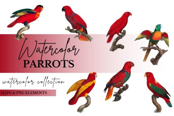 Watercolor Parrots Clipart PNG JPG: A Practical Evaluation
